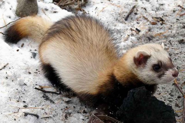 Wild and decorative ferrets: photos and descriptions of existing breeds