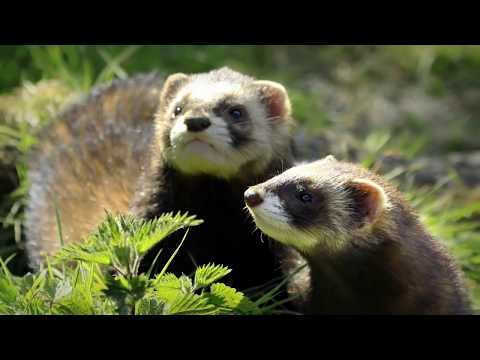 Wild and decorative ferrets: photos and descriptions of existing breeds