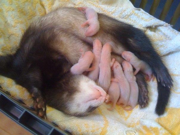 Wild and decorative ferrets: photos and descriptions of existing breeds