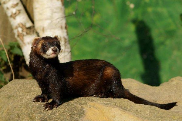 Wild and decorative ferrets: photos and descriptions of existing breeds