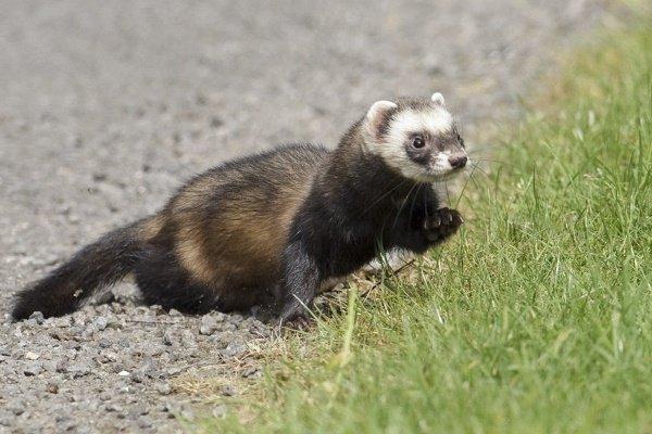 Wild and decorative ferrets: photos and descriptions of existing breeds