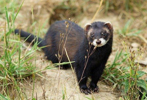 Wild and decorative ferrets: photos and descriptions of existing breeds