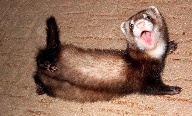 Wild and decorative ferrets: photos and descriptions of existing breeds