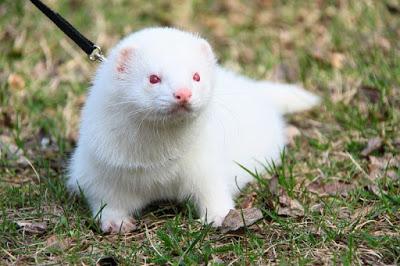 Wild and decorative ferrets: photos and descriptions of existing breeds