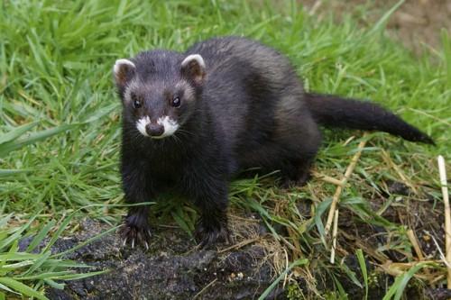 Wild and decorative ferrets: photos and descriptions of existing breeds