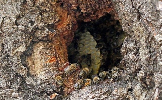 Wild bees: photo where they live