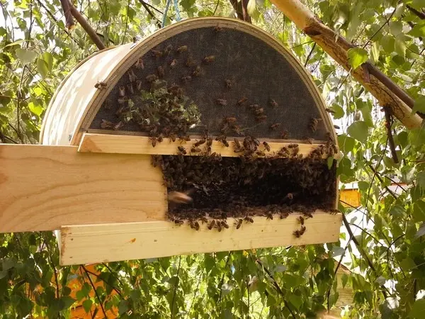 Wild bees: photo where they live