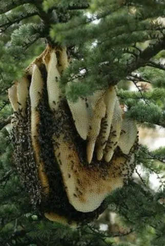 Wild bees: photo where they live