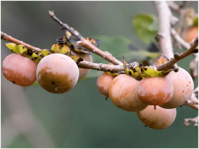 Wild Caucasian persimmon: benefits and harms, photo, cultivation