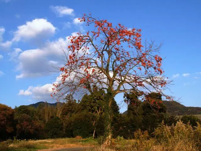 Wild Caucasian persimmon: benefits and harms, photo, cultivation