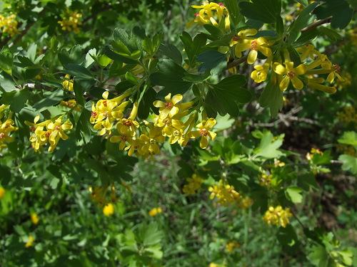 Wild currant (repis): where it grows, description and photo, recipes