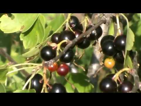 Wild currant (repis): where it grows, description and photo, recipes