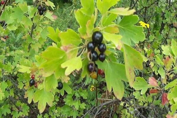 Wild currant (repis): where it grows, description and photo, recipes