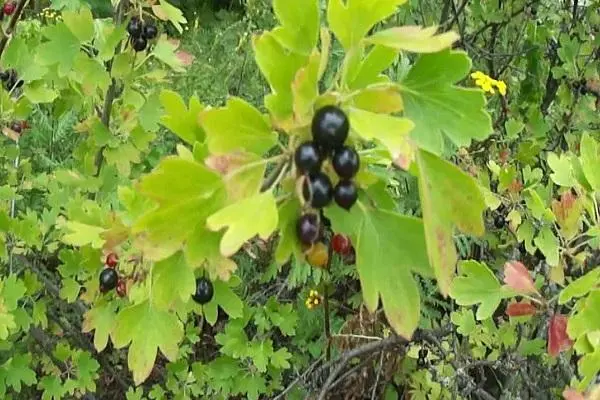 Wild currant (repis): where it grows, description and photo, recipes
