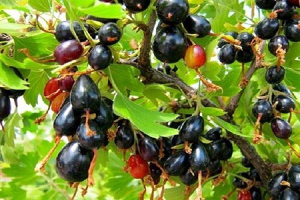 Wild currant (repis): where it grows, description and photo, recipes