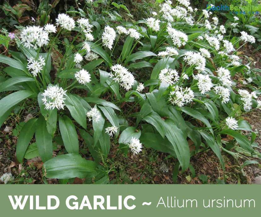 Wild garlic &#8211; properties and application. Why is it worth reaching for wild garlic?