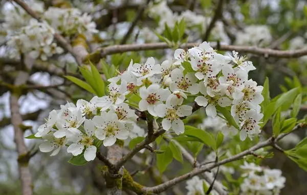 Wild pear is an excellent prophylactic for diseases