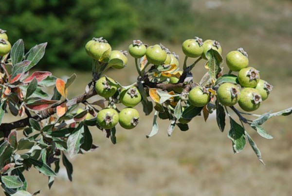 Wild pear is an excellent prophylactic for diseases