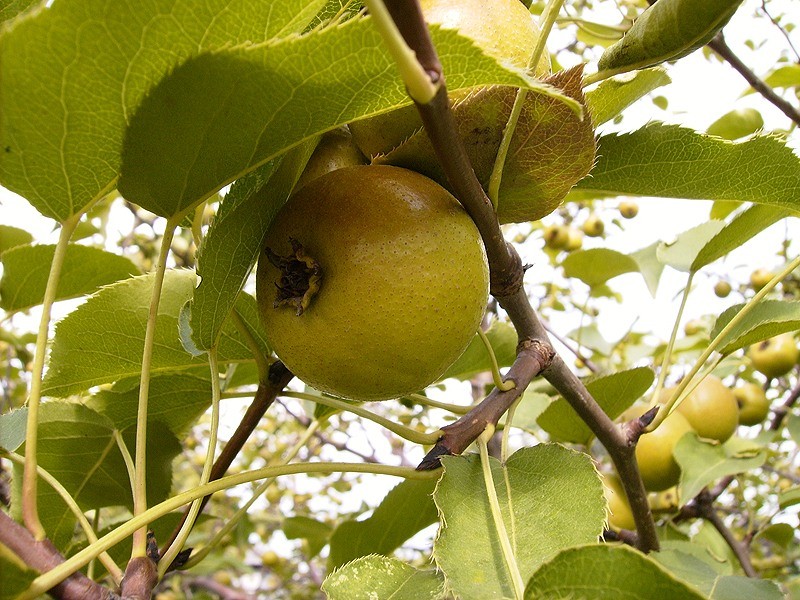 Wild pear is an excellent prophylactic for diseases