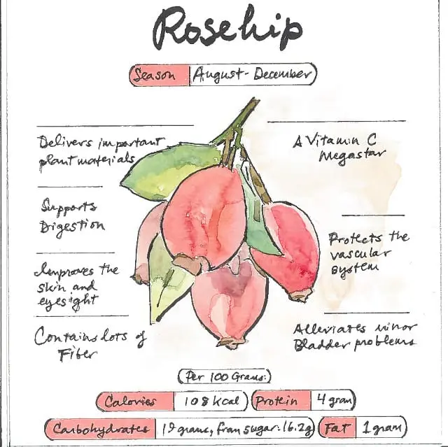 Wild rose &#8211; healing properties, application. Rosehip juice and tea