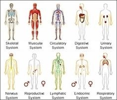 Will you recognize this organ? [QUIZ]