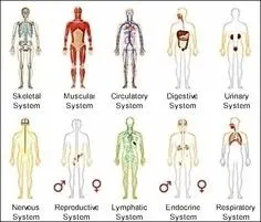 Will you recognize this organ? [QUIZ]