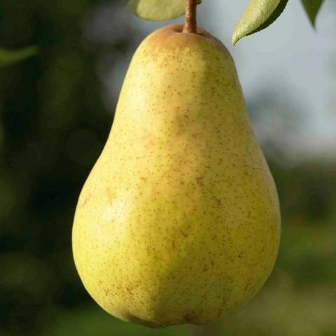 Williams pear variety: photo and description of the variety