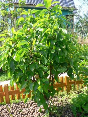 Williams pear variety: photo and description of the variety