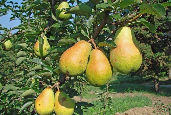 Williams pear variety: photo and description of the variety