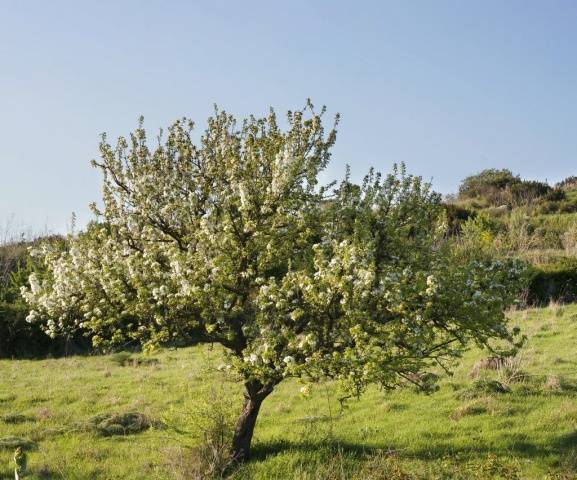 Williams pear variety: photo and description of the variety