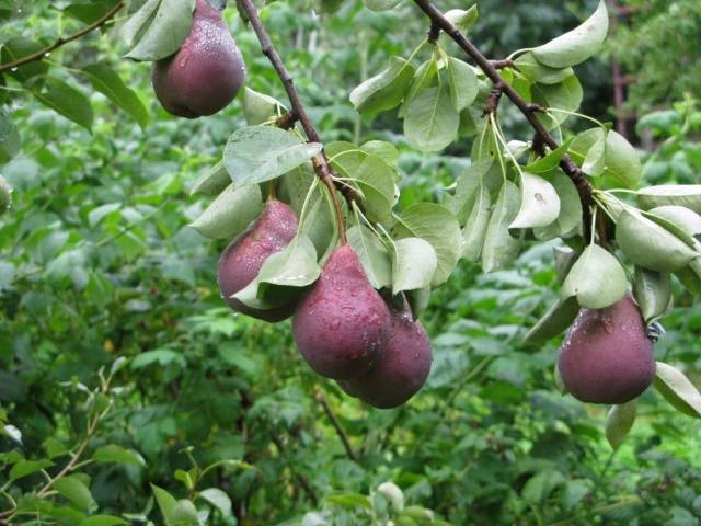 Williams pear variety: photo and description of the variety