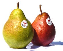 Williams pear variety: photo and description of the variety