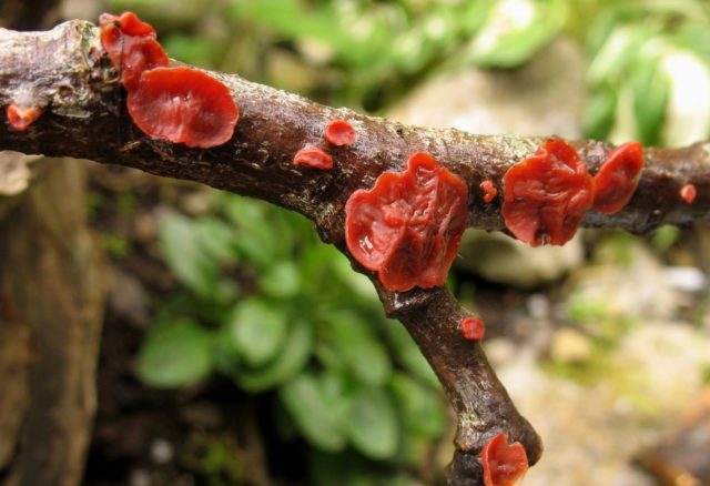 Willow cytidia (stereum): photo and description