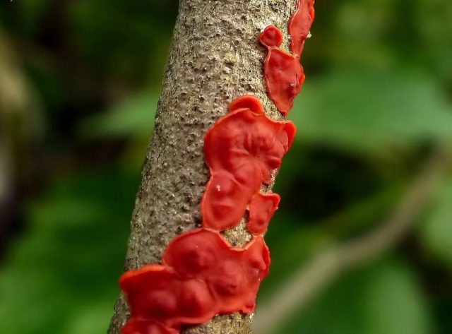 Willow cytidia (stereum): photo and description