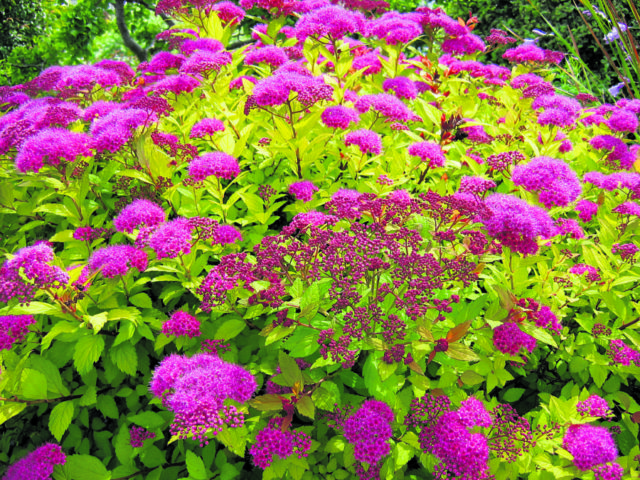 Willow leaf spirea: photo and characteristics