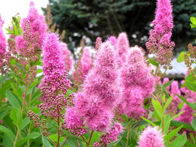 Willow leaf spirea: photo and characteristics