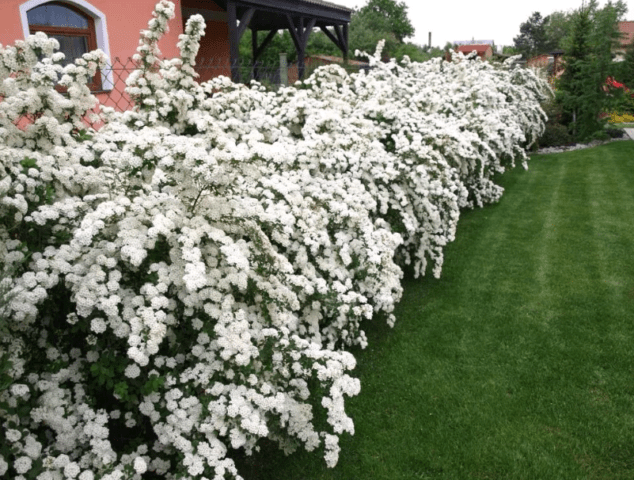 Willow leaf spirea: photo and characteristics