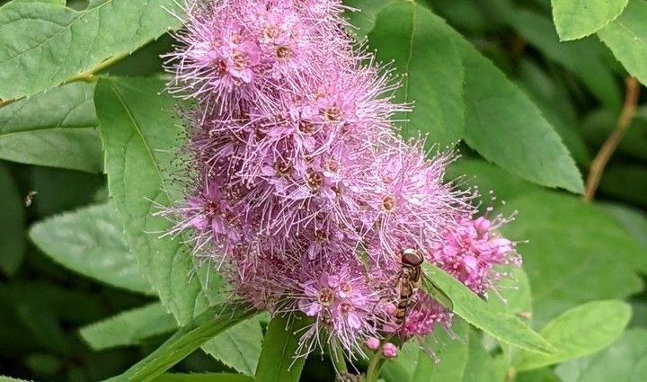 Willow leaf spirea: photo and characteristics