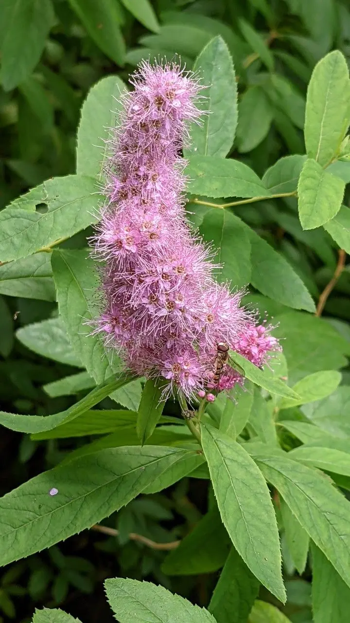 Willow leaf spirea: photo and characteristics