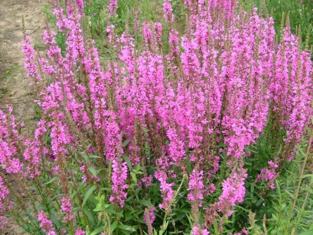 Willow loosestrife (plakun-grass): photo and description, varieties, planting and care