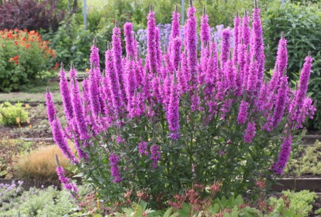 Willow loosestrife (plakun-grass): photo and description, varieties, planting and care