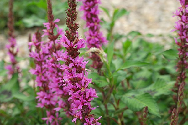 Willow loosestrife (plakun-grass): photo and description, varieties, planting and care