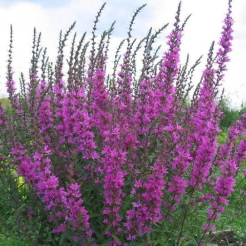 Willow loosestrife (plakun-grass): photo and description, varieties, planting and care