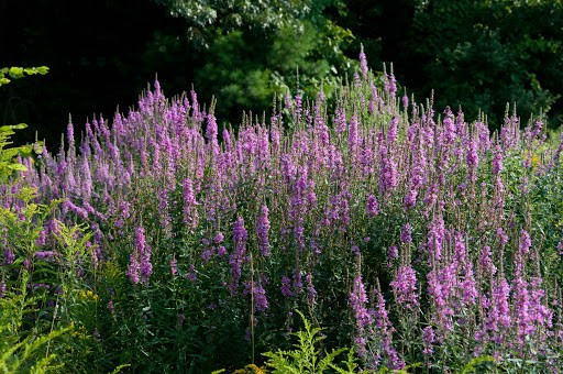 Willow loosestrife (plakun-grass): photo and description, varieties, planting and care