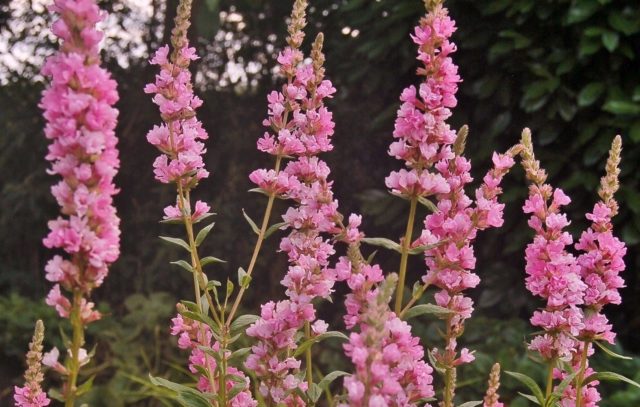 Willow loosestrife (plakun-grass): photo and description, varieties, planting and care