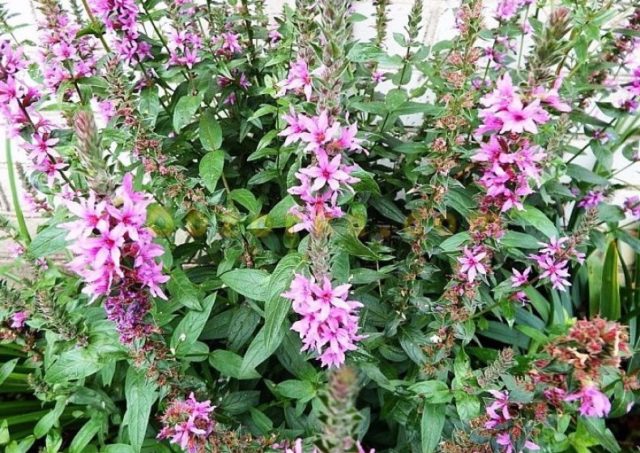 Willow loosestrife (plakun-grass): photo and description, varieties, planting and care