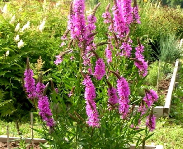 Willow loosestrife (plakun-grass): photo and description, varieties, planting and care