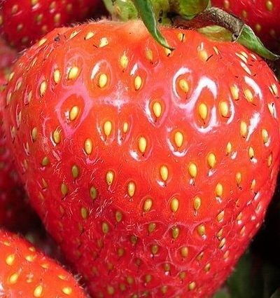 Wim Rin&#8217;s Strawberry