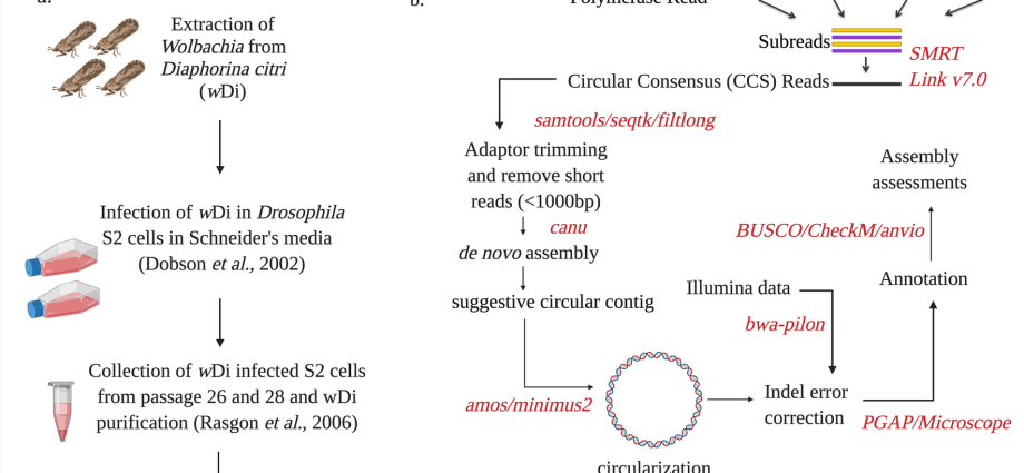 Winding paths of infection