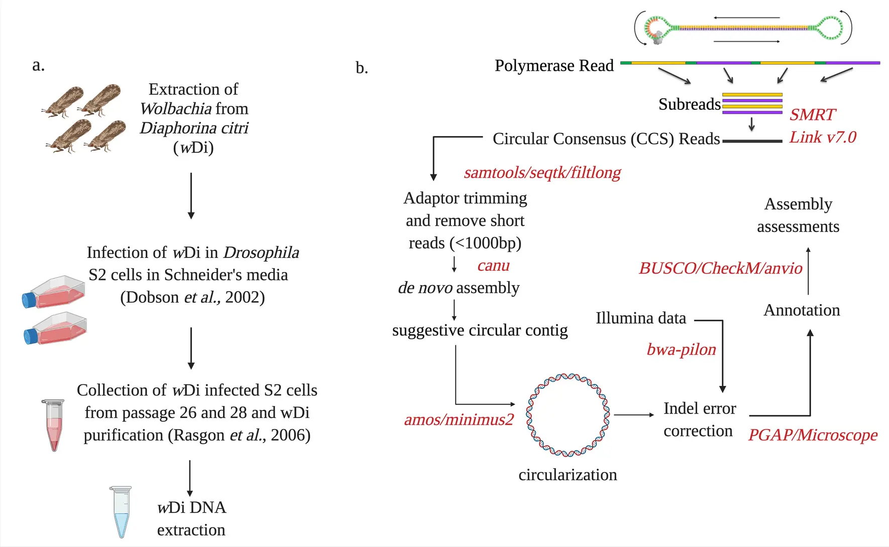Winding paths of infection